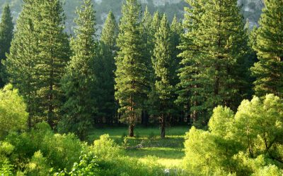 What Do Trees Do For Our Planet?
